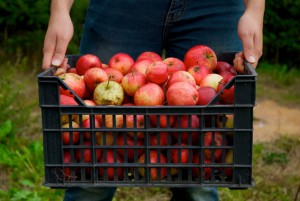 after-apple-picking-1-1320571-638x426