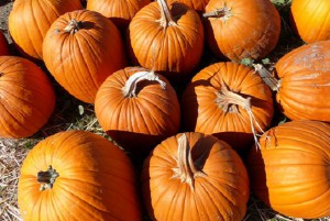 pumpkins-1326009