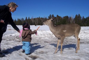 Un cerf sur un des sentiers pédestres 