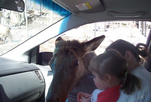 Un cerf mangeant une carotte dans la voiture