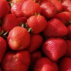 Cueillette de fraise dans l’Outaouais strawberry-150x150