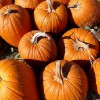 La cueillette de citrouilles en Outaouais pumpkins-1326009