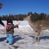 Un cerf sur un des sentiers pédestres 